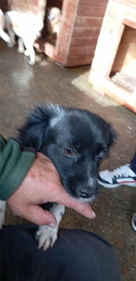 🌟 Kleine Mika – ein Zwergerl, das gefunden wurde, um geliebt zu werden 🌟, Mischling - Hündin