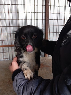 🌟 Kleine Mika – ein Zwergerl, das gefunden wurde, um geliebt zu werden 🌟, Mischling - Hündin