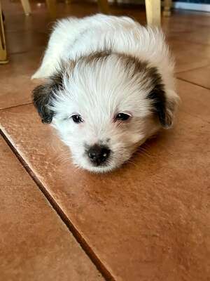 Kleine Nala, vom "Wegwerfwelpen" zum Herzenshund