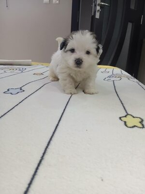 Kleine Nala, vom Wegwerfwelpen zum Herzenshund, Mischling Welpen - Hündin