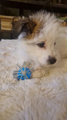 Kleine Nala, vom Wegwerfwelpen zum Herzenshund, Mischling Welpen - Hündin