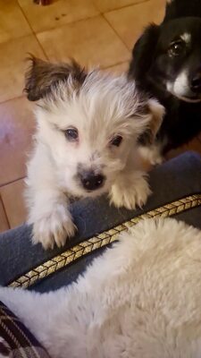 Kleine Nala, vom Wegwerfwelpen zum Herzenshund, Mischling Welpen - Hündin