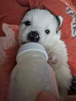 Kleine Nala, vom Wegwerfwelpen zum Herzenshund, Mischling Welpen - Hündin