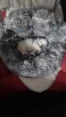 Kleine Nala, vom Wegwerfwelpen zum Herzenshund, Mischling Welpen - Hündin