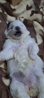 Kleine Nala, vom Wegwerfwelpen zum Herzenshund, Mischling Welpen - Hündin