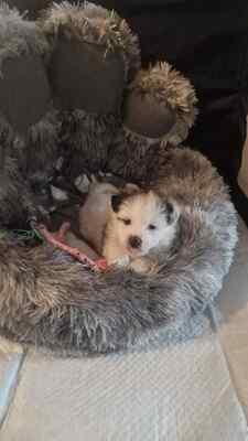 Kleine Nala, vom Wegwerfwelpen zum Herzenshund, Mischling Welpen - Hündin