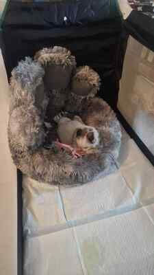 Kleine Nala, vom Wegwerfwelpen zum Herzenshund, Mischling Welpen - Hündin