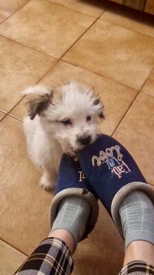 Kleine Nala, vom Wegwerfwelpen zum Herzenshund, Mischling Welpen - Hündin