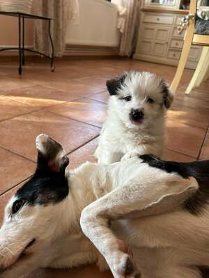 Kleine Nala, vom Wegwerfwelpen zum Herzenshund, Mischling Welpen - Hündin