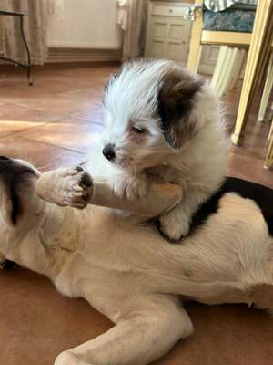 Kleine Nala, vom Wegwerfwelpen zum Herzenshund, Mischling Welpen - Hündin