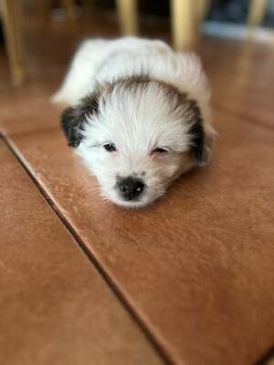 Kleine Nala, vom Wegwerfwelpen zum Herzenshund, Mischling Welpen - Hündin