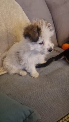 Kleine Nala, vom Wegwerfwelpen zum Herzenshund, Mischling Welpen - Hündin