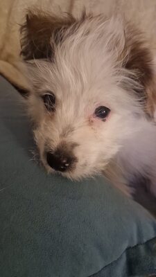 Kleine Nala, vom Wegwerfwelpen zum Herzenshund, Mischling Welpen - Hündin