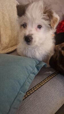 Kleine Nala, vom Wegwerfwelpen zum Herzenshund, Mischling Welpen - Hündin