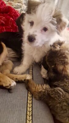 Kleine Nala, vom Wegwerfwelpen zum Herzenshund, Mischling Welpen - Hündin