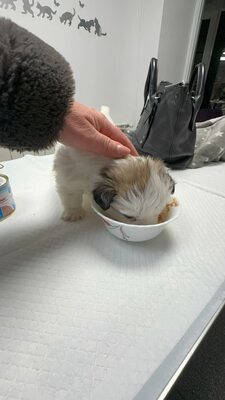 Kleine Nala, vom Wegwerfwelpen zum Herzenshund, Mischling Welpen - Hündin