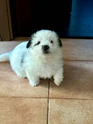 Kleine Nala, vom Wegwerfwelpen zum Herzenshund, Mischling Welpen - Hündin