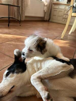 Kleine Nala, vom Wegwerfwelpen zum Herzenshund, Mischling Welpen - Hündin