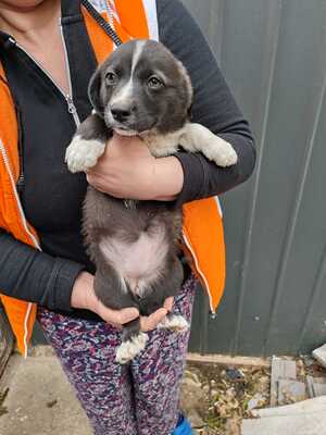 Kleine Oreo sucht ihr eigenes Happy End, Mischling Welpen - Hündin