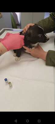 Kleine Oreo sucht ihr eigenes Happy End, Mischling Welpen - Hündin