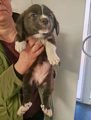 Kleine Oreo sucht ihr eigenes Happy End, Mischling Welpen - Hündin