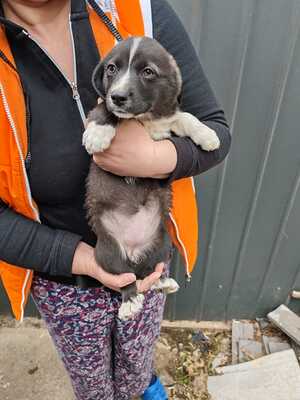 Kleine Oreo sucht ihr eigenes Happy End, Mischling Welpen - Hündin
