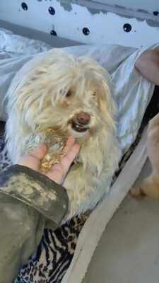 Kleine Schmusehündin Dolly sucht ihr Zuhause, Bichon - Mischling - Hündin