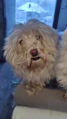 Kleine Schmusehündin Dolly sucht ihr Zuhause, Bichon - Mischling - Hündin