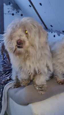 Kleine Schmusehündin Dolly sucht ihr Zuhause, Bichon - Mischling - Hündin