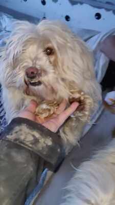 Kleine Schmusehündin Dolly sucht ihr Zuhause, Bichon - Mischling - Hündin