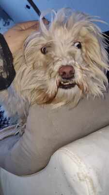 Kleine Schmusehündin Dolly sucht ihr Zuhause, Bichon - Mischling - Hündin