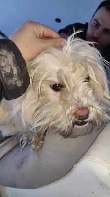 Kleine Schmusehündin Dolly sucht ihr Zuhause, Bichon - Mischling - Hündin