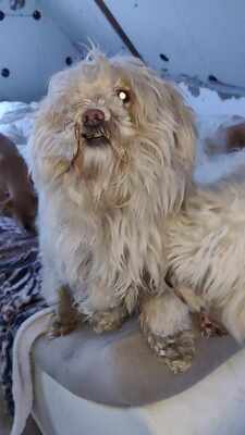 Kleine Schmusehündin Dolly sucht ihr Zuhause, Bichon - Mischling - Hündin