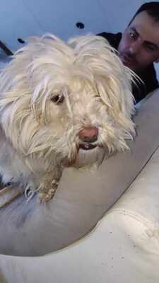 Kleine Schmusehündin Dolly sucht ihr Zuhause, Bichon - Mischling - Hündin