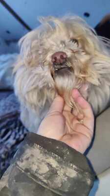 Kleine Schmusehündin Dolly sucht ihr Zuhause, Bichon - Mischling - Hündin