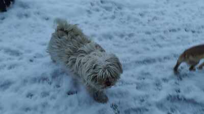 Kleine Schmusehündin Dolly sucht ihr Zuhause, Bichon - Mischling - Hündin