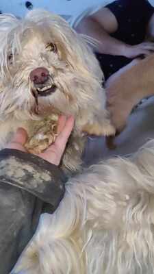 Kleine Schmusehündin Dolly sucht ihr Zuhause, Bichon - Mischling - Hündin