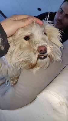 Kleine Schmusehündin Dolly sucht ihr Zuhause, Bichon - Mischling - Hündin