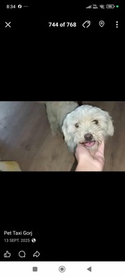 Kleine Schmusehündin Dolly sucht ihr Zuhause, Bichon - Mischling - Hündin