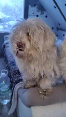 Kleine Schmusehündin Dolly sucht ihr Zuhause, Bichon - Mischling - Hündin