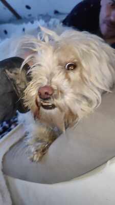 Kleine Schmusehündin Dolly sucht ihr Zuhause, Bichon - Mischling - Hündin