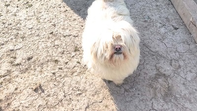 Kleine Schmusehündin Dolly sucht ihr Zuhause, Bichon - Mischling - Hündin