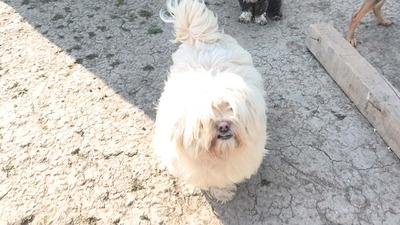 Kleine Schmusehündin Dolly sucht ihr Zuhause, Bichon - Mischling - Hündin