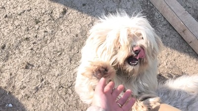 Kleine Schmusehündin Dolly sucht ihr Zuhause, Bichon - Mischling - Hündin