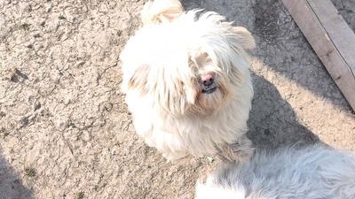 Kleine Schmusehündin Dolly sucht ihr Zuhause, Bichon - Mischling - Hündin