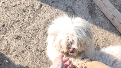 Kleine Schmusehündin Dolly sucht ihr Zuhause, Bichon - Mischling - Hündin