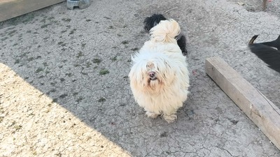 Kleine Schmusehündin Dolly sucht ihr Zuhause, Bichon - Mischling - Hündin