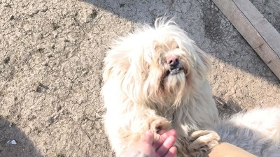 Kleine Schmusehündin Dolly sucht ihr Zuhause, Bichon - Mischling - Hündin