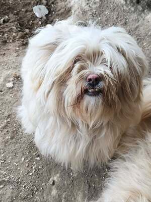 Kleine Schmusehündin Dolly sucht ihr Zuhause, Bichon - Mischling - Hündin