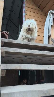 Kleine Schmusehündin Dolly sucht ihr Zuhause, Bichon - Mischling - Hündin